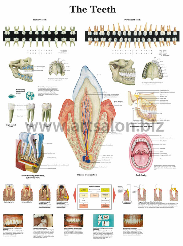 the-teeth