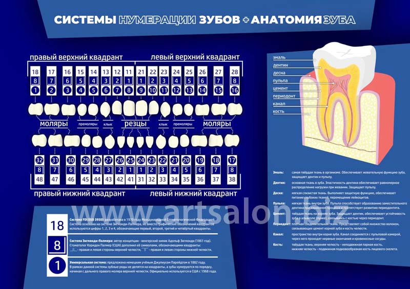 numeratsiya-zubov-i-anatomiya-zuba
Цена зависит от размера, cовременная картина-Европанель, супер модный стиль, Печать, покрытие матовый защитный лак, можно протирать (любая печать без лака, со временем выцветает) Заказ принимается после согласования всех детапей, размер, цена, предоплата. Оплата в Узбекистане в сумах по Гос. курсу, Visa, Российские Рубли. заказ можно прислать в Telegram, WhatsApp +998 90 975-10-05
21x30см 4$.....
42х30cm 7$.....
60х40cm15$.....
60х60cm15$.....
50х70cm17$.....
60х80cm 20$.....
60х90cm 20$.....
60x100cm 25$.....